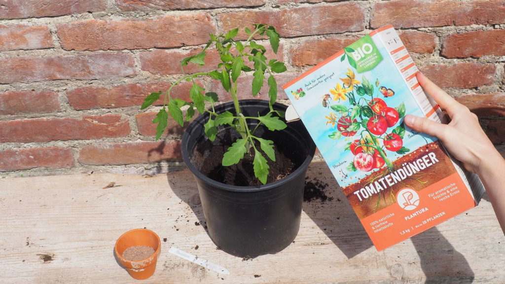 Tomatenpflanze wird draußen gedüngt