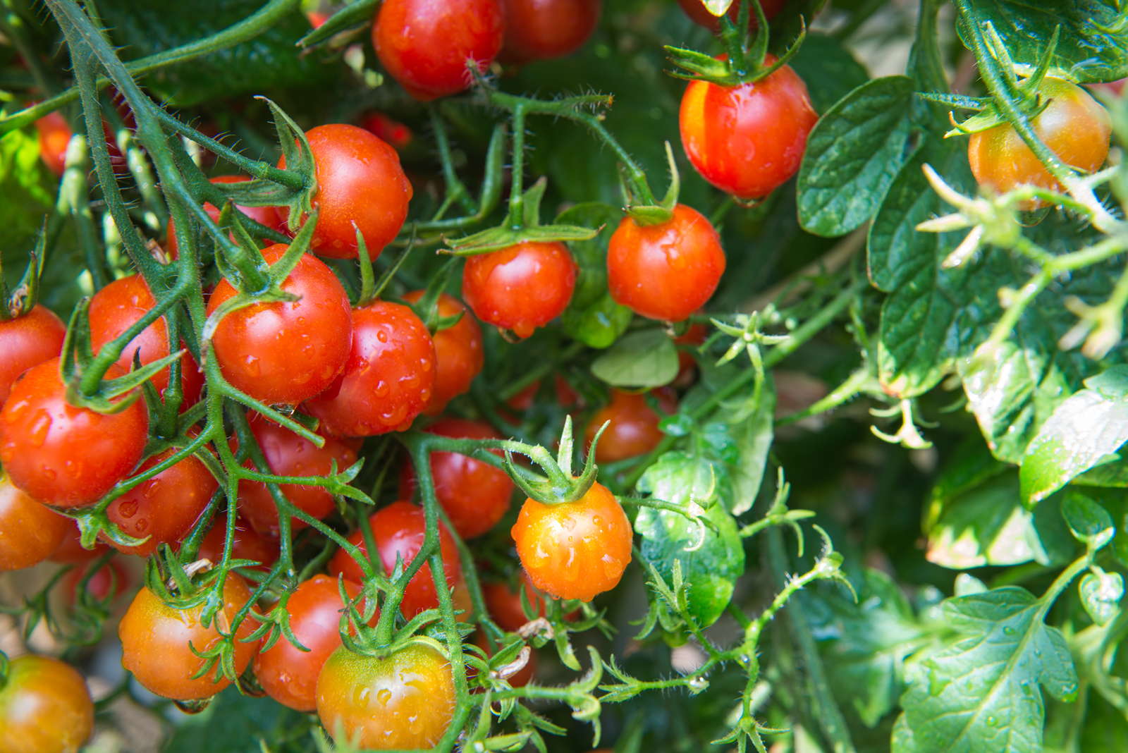 Tomatendünger: Brauchen Tomaten einen speziellen Dünger?