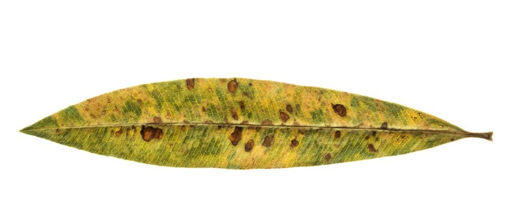 Totes Oleanderblatt mit Gelbfärbung