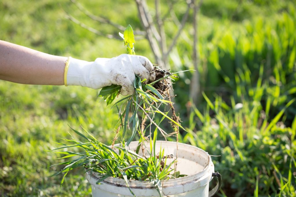 Unkraut in einem Topf im Garten