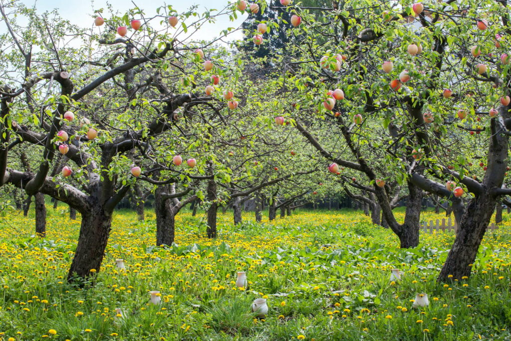 Pfirsichbaum Alles Vom Pflanzen Bis Zum Schnitt Plantura