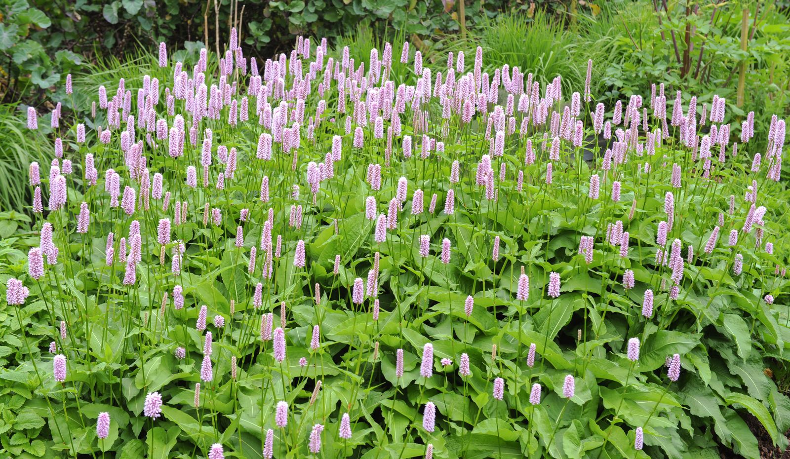 Persicaria Bistorta Superba