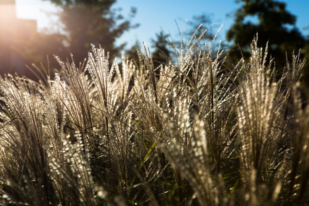 Ziergras trocken in der Sonne