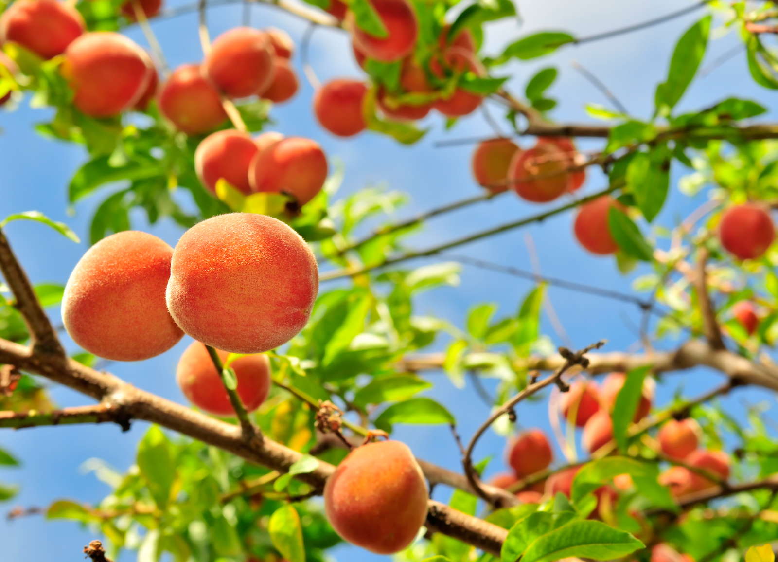 Pfirsichbaum Alles vom Pflanzen bis zum Schnitt Plantura