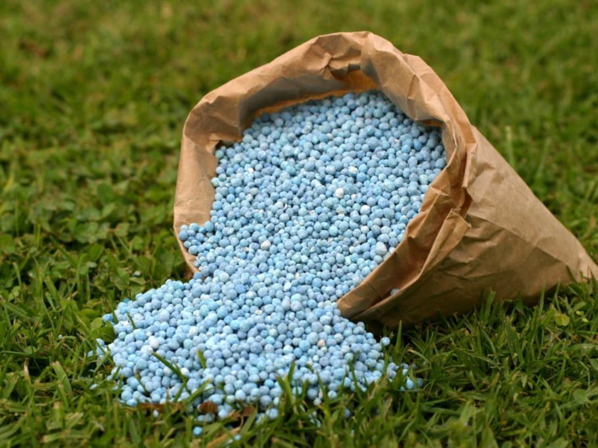 Rasen dngen mit Blaukorn: Anwendung & Nachteile - Plantura