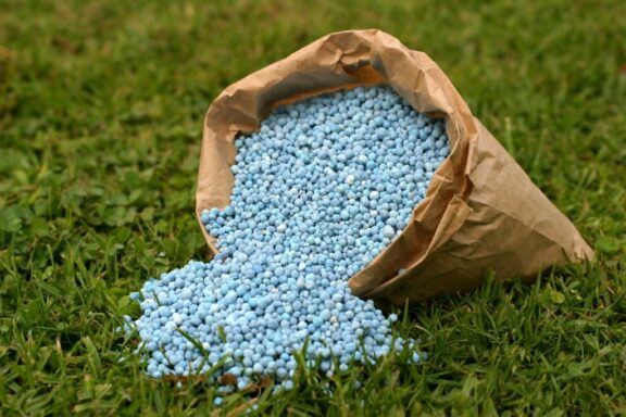 Rasen düngen mit Blaukorn Anwendung & Nachteile Plantura