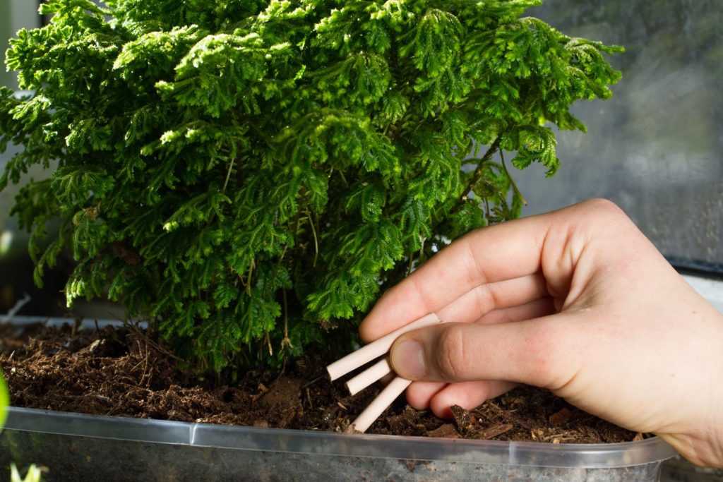Thuja wird mit Düngestäbchen gedüngt