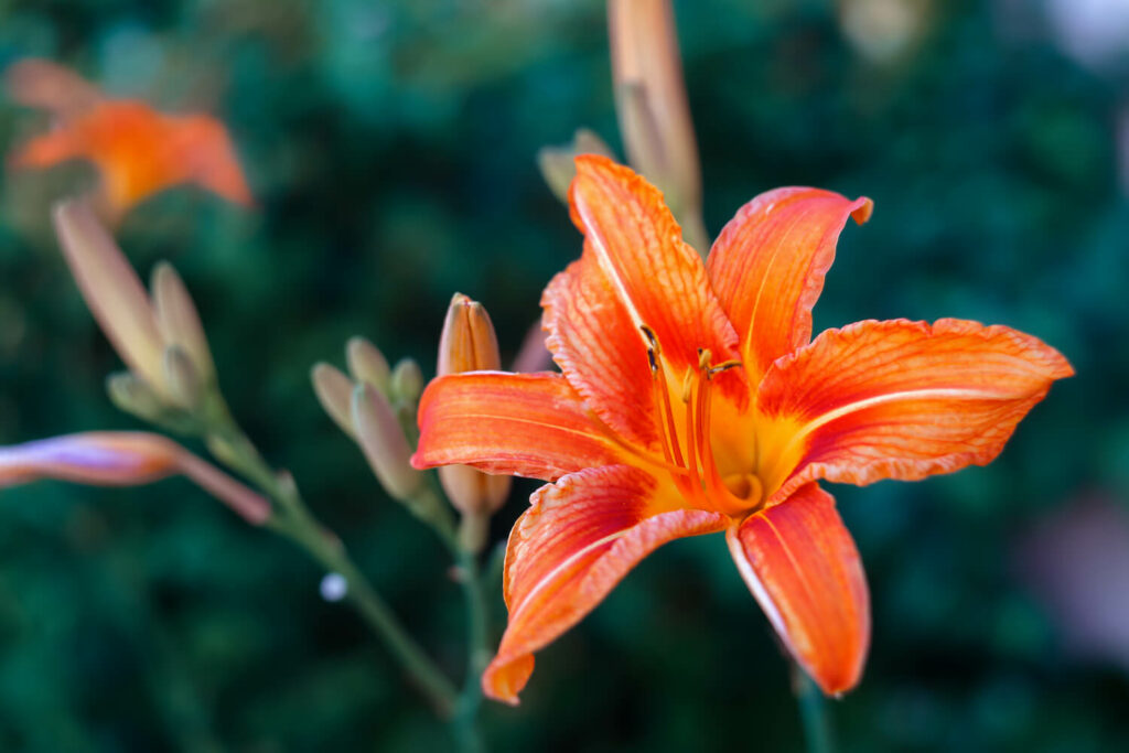 Orange blühende Taglilie