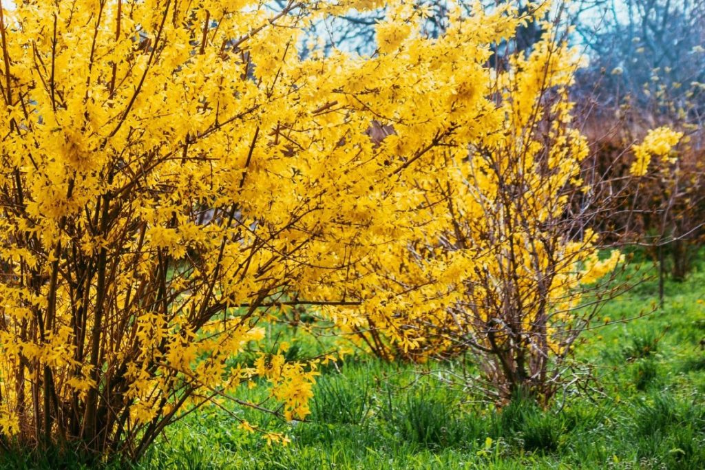 Forsythie blüht