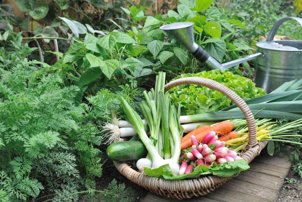 Korb mit Gemüse im Garten