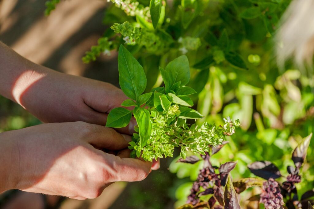 Gartenkräuter pflücken