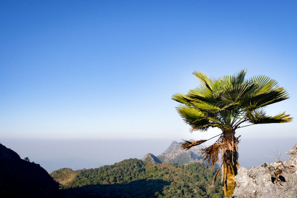 Einzelne Hanfpalme mit großem Panoramablick dahinter