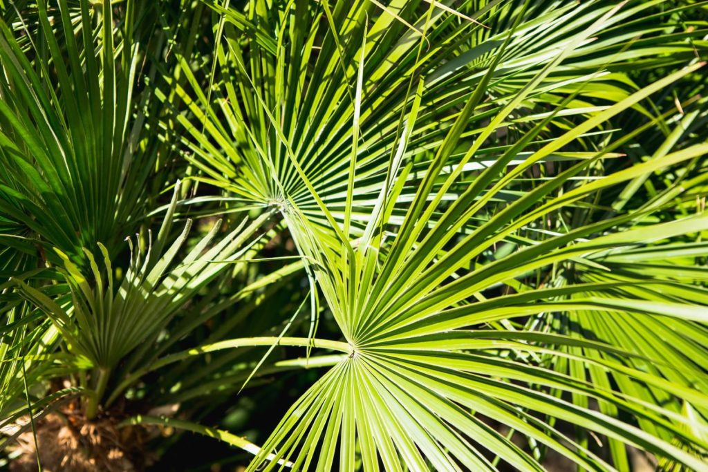 Grüne Blätter der tropischen Hanfpalme