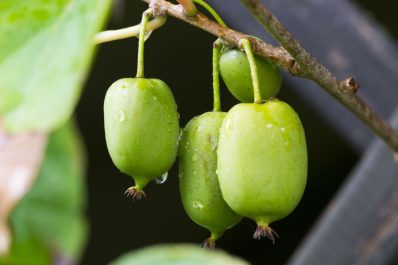 Kiwibeeren pflanzen & vermehren: Tipps zum Anbau von Mini-Kiwis