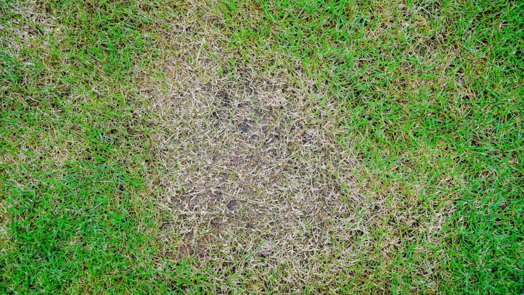 Krankes Gras mit Stickstoffmangel