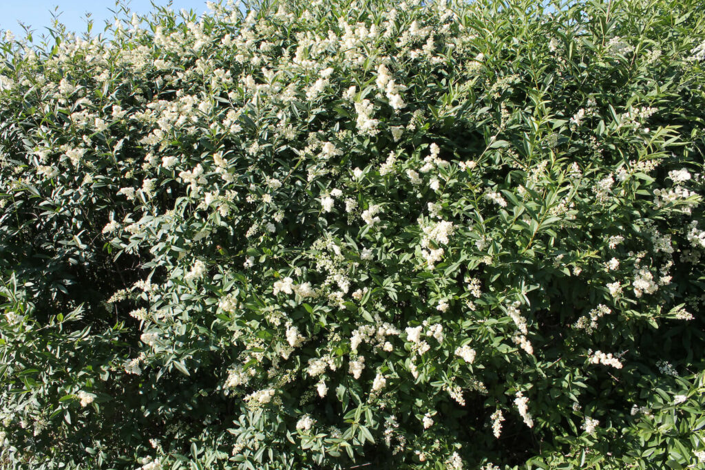 Liguster-Hecke in voller Blütenpracht
