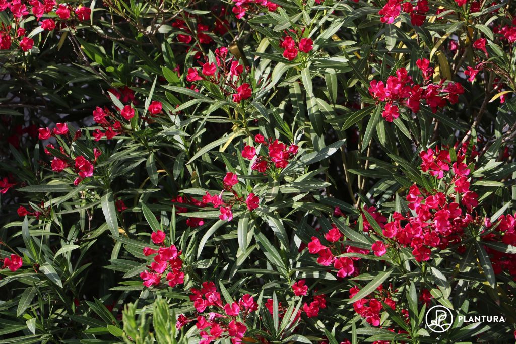roter Oleander