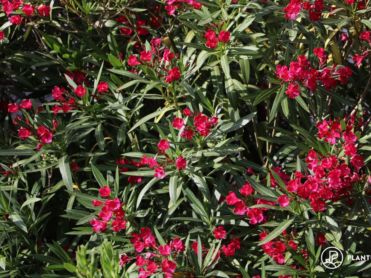 Oleander dngen: Zeitpunkt & Vorgehen - Plantura