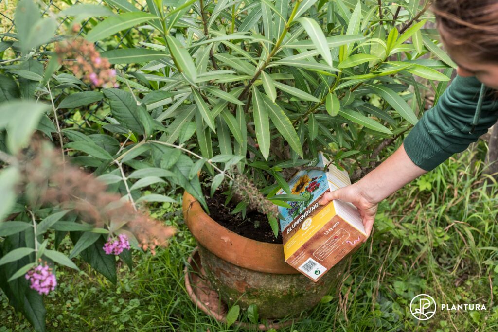 Oleander-Düngung mit Plantura Bio-Blumendünger