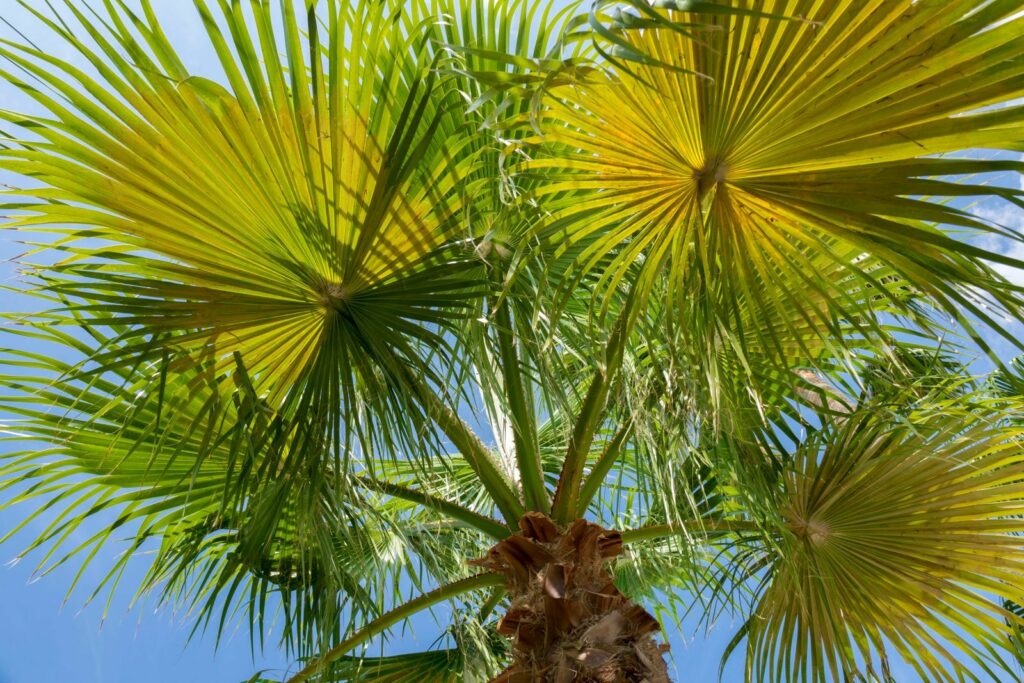 Blühende Palmen-Pflanze