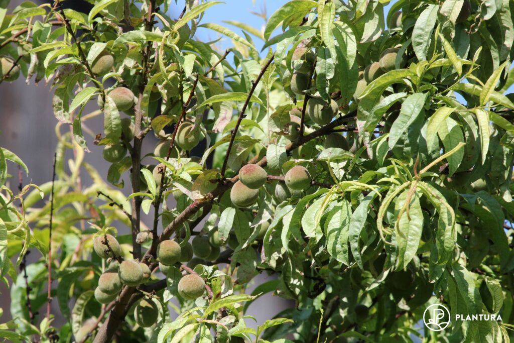 Pfirsiche an Baum