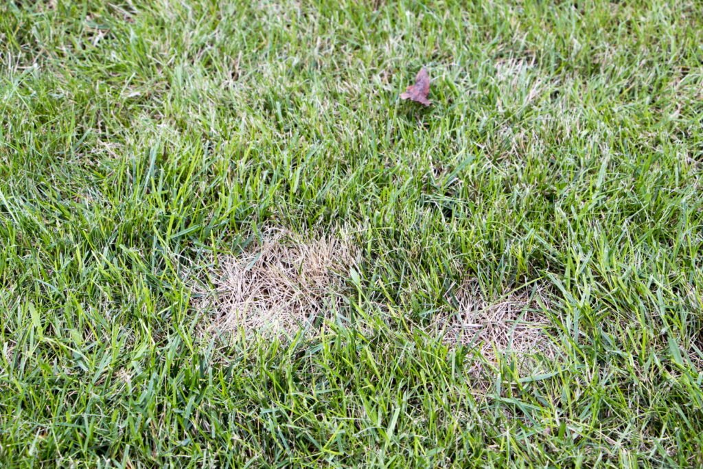 Rasen mit ausgetrockneten Stellen