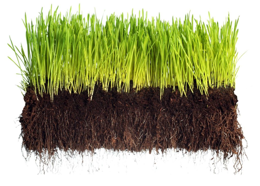 Stück Gras und Erde