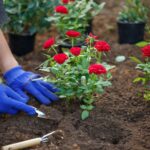 Rosen düngen: Profi-Tipps zum richtigen Zeitpunkt & Vorgehen