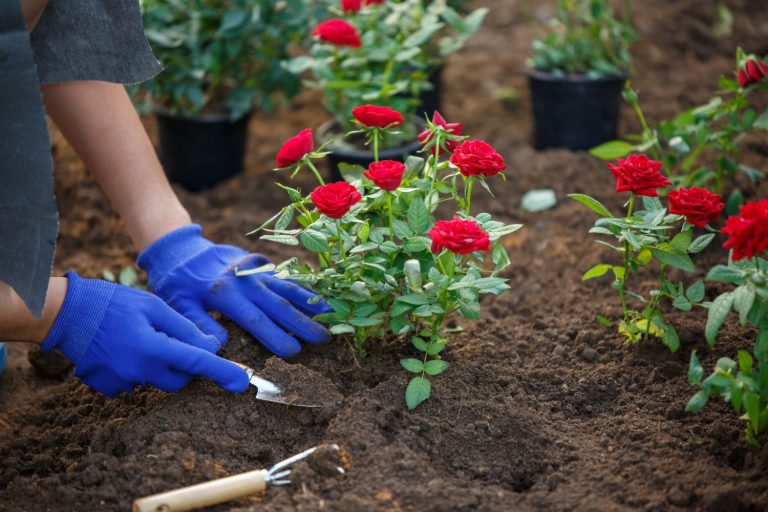 Rosen düngen Wann, wie & womit? Plantura