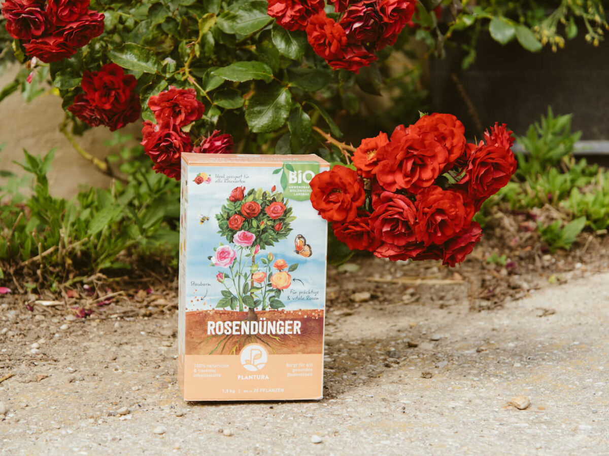 oleander düngen wann Purgrün Oleander-Dünger 1 Liter