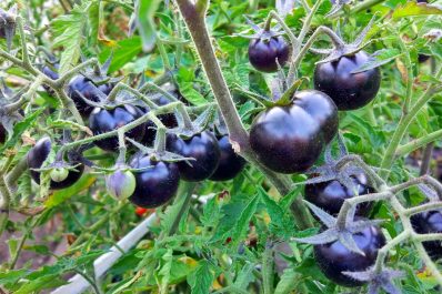 Schwarze und blaue Tomaten: Hintergründe & die besten Sorten