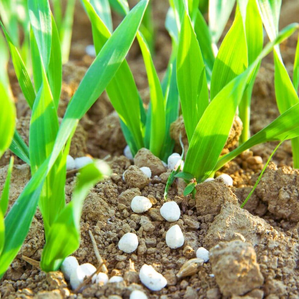 Stickstoffdnger: Produktion & Anwendung - Plantura