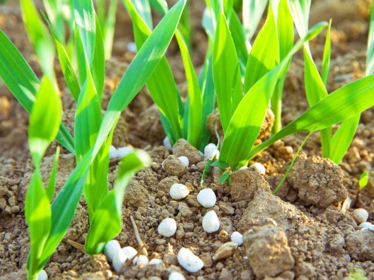 dünger für feigenbaum kaufen Purgrün Bio-Feigendünger 1 Liter main image 1