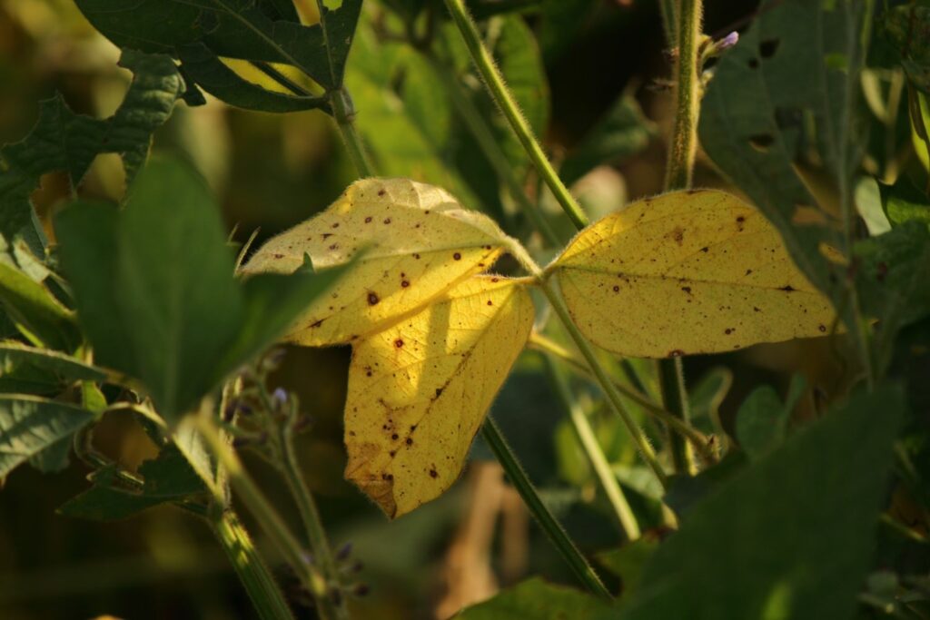 Gelbe Blätter wegen Stickstoffmangel