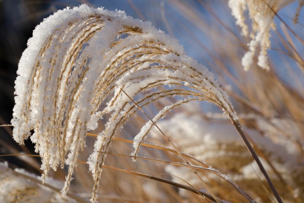 winterharte Ziergräser