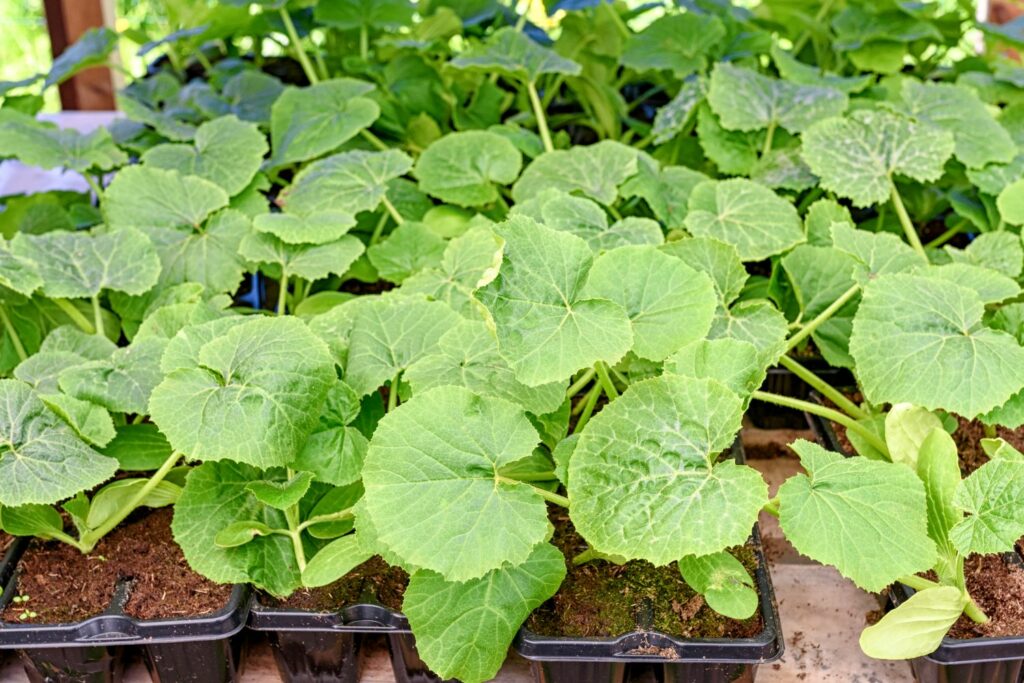 junge Zucchini-Pflanzen