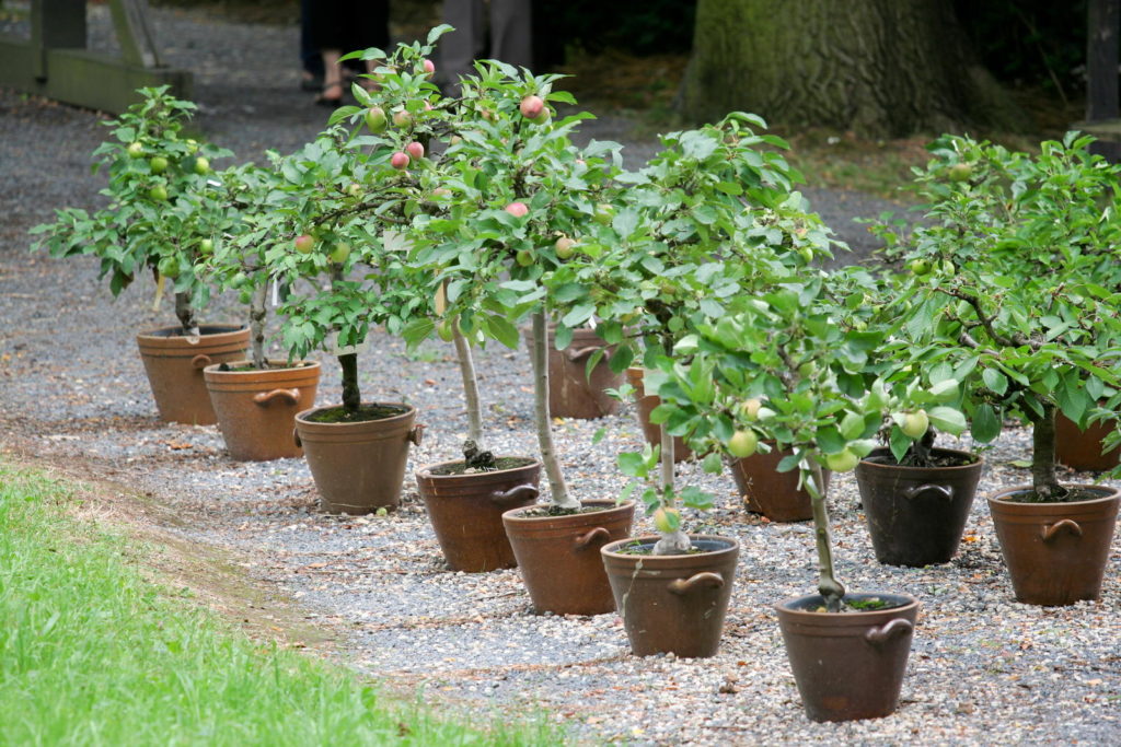 Apfelbäume im Garten