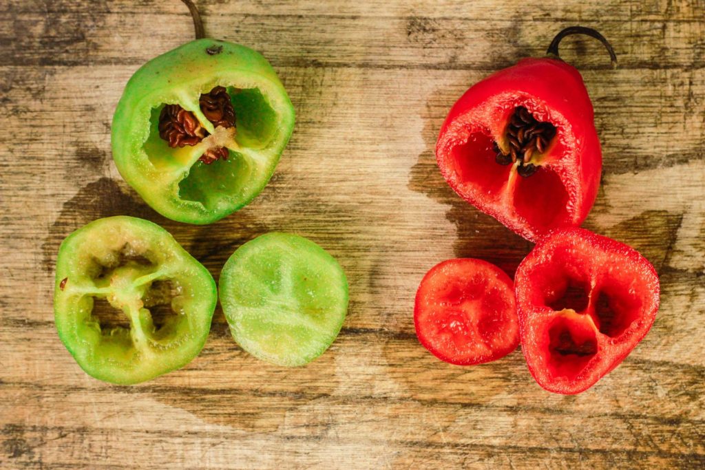 Aufgeschnittene Früchte des Chili-Baumes