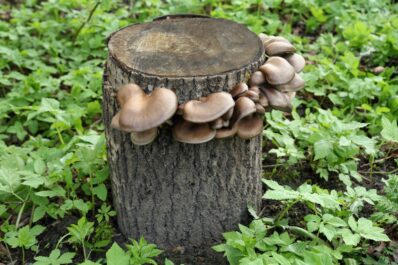 Pilze auf Baumstämmen anbauen: Anleitung & Experten-Tipps