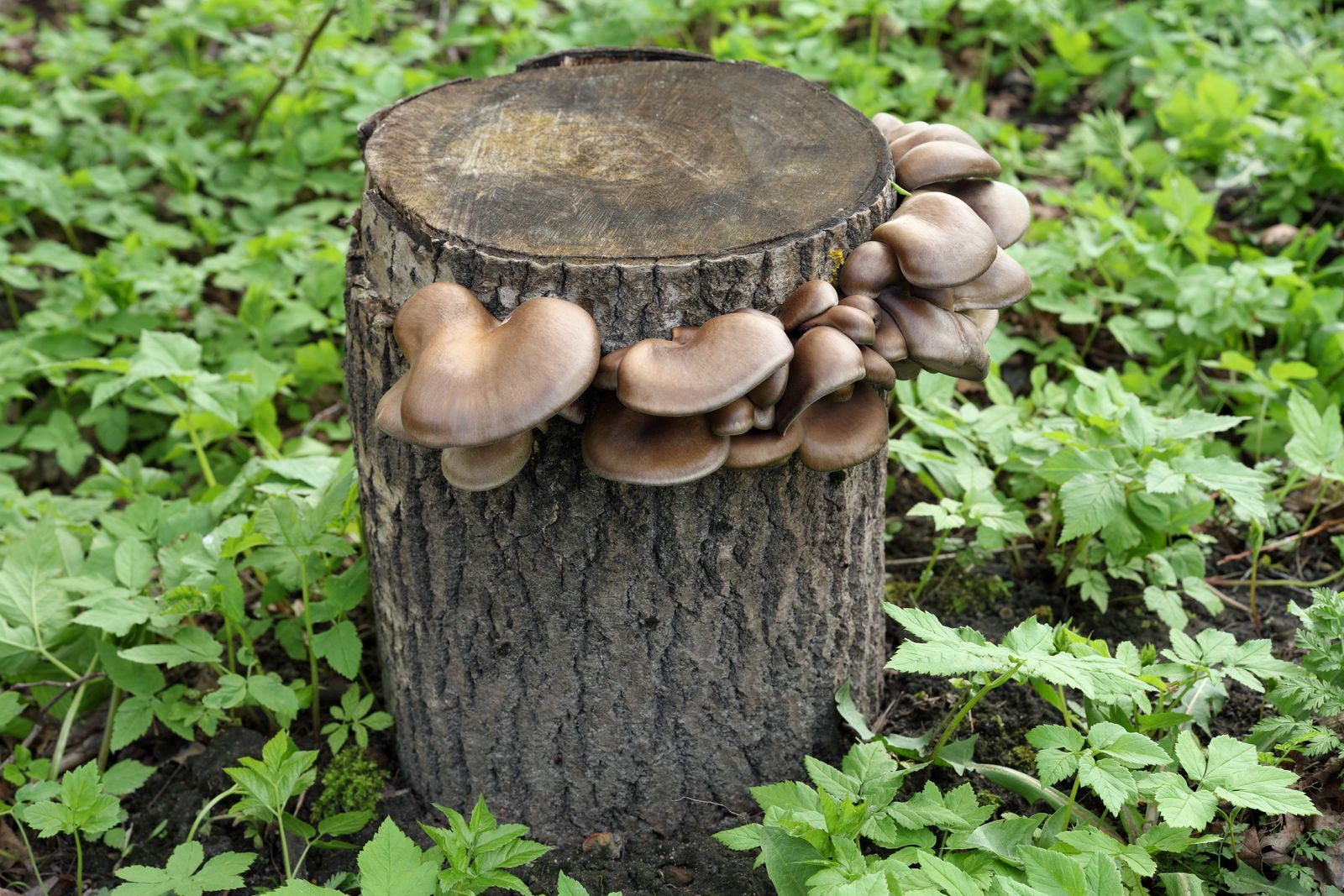 Pilze auf Baumstämmen anbauen: Anleitung & Tipps - Plantura