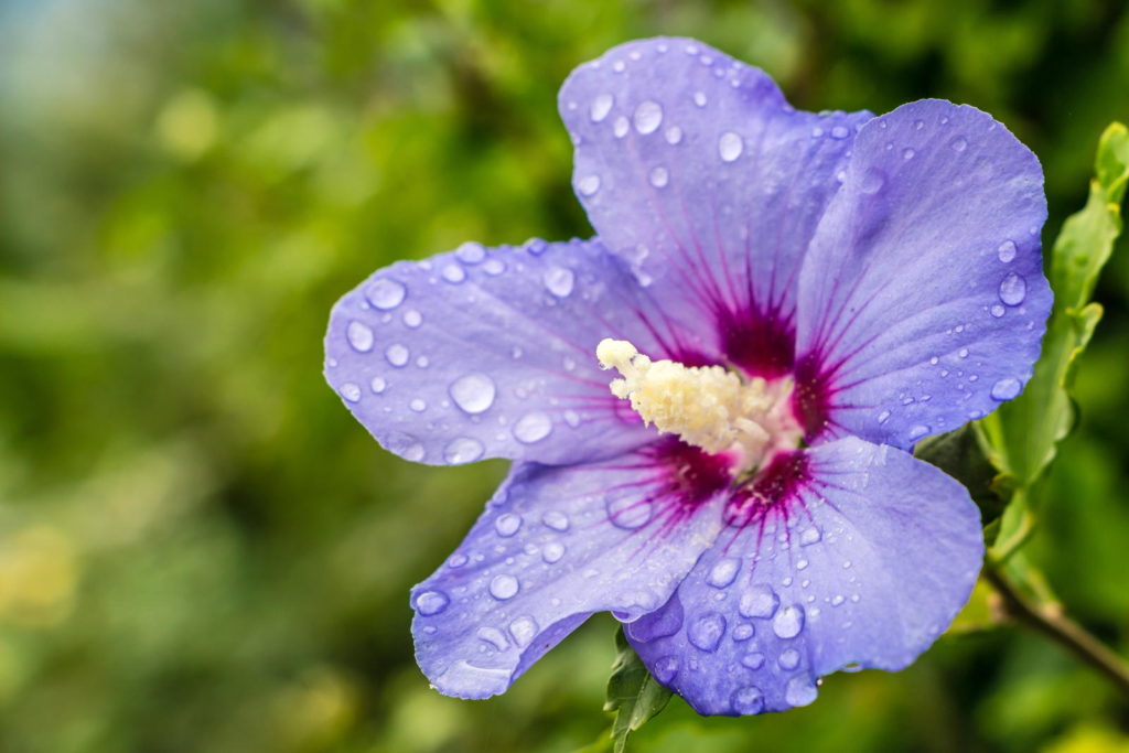 Blauer Hibiskus