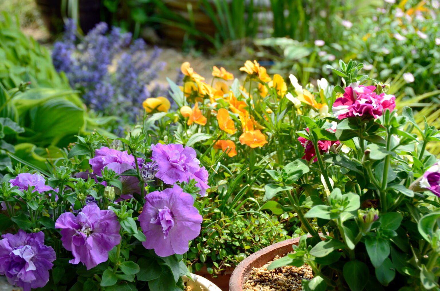 Gartenpflanzen Unsere Top 10 für Ihren Garten Plantura