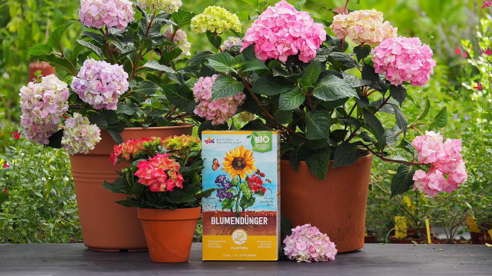 53+ Pflege Hibiskus Im Topf, Lernen sie alles über die optimale