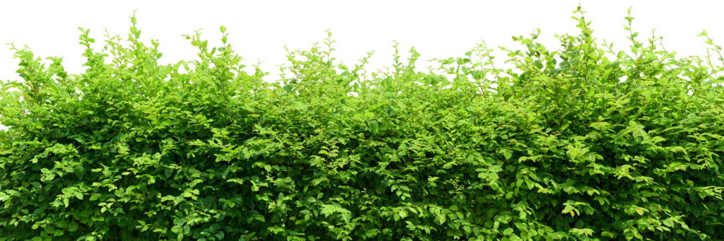 Breite Hecke vor weißem Hintergrund