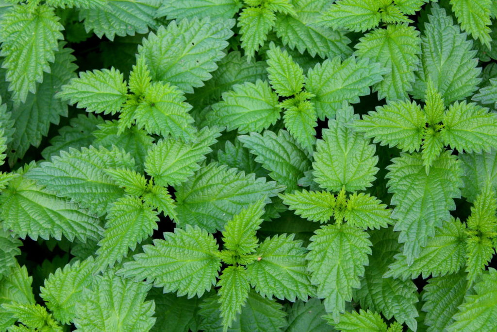 Brennnessel im Garten