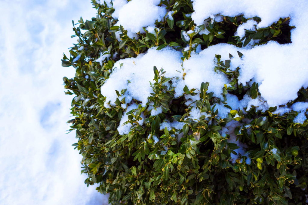 Buchs mit Schnee bedeckt