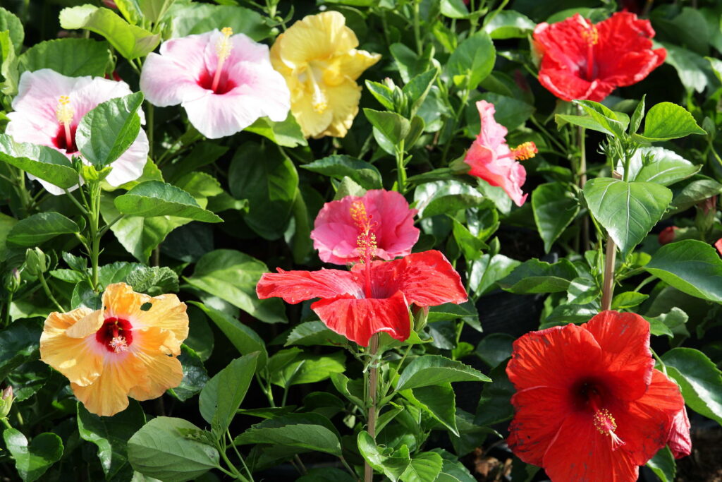 Bunter Hibiskus in verschiedenen Sorten