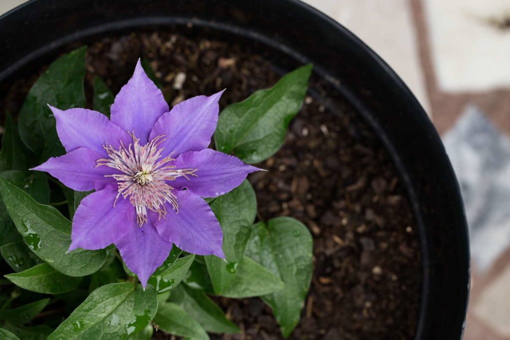 Clematis Blüte einzeln lila im Topf