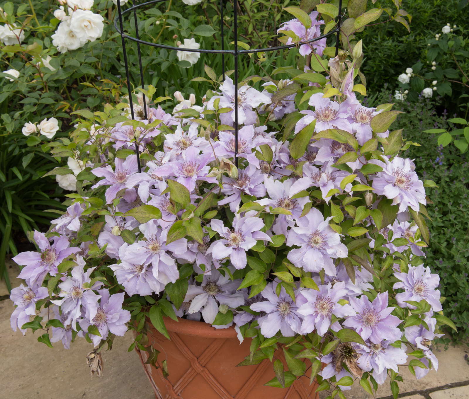 Clematis düngen Zeitpunkt & PflegeTipps Plantura