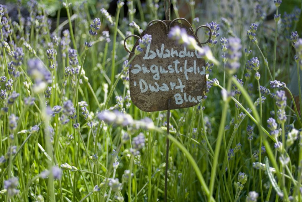 Dwarf Blue